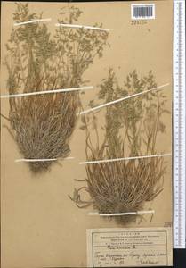Poa annua L., Middle Asia, Western Tian Shan & Karatau (M3) (Kazakhstan)