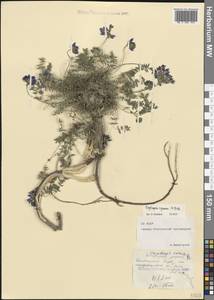 Oxytropis albana Steven, Caucasus, North Ossetia, Ingushetia & Chechnya (K1c) (Russia)