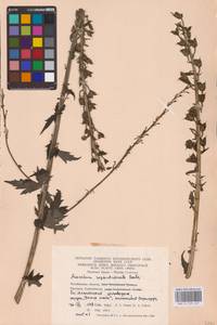 Aconitum septentrionale Koelle, Eastern Europe, Eastern region (E10) (Russia)