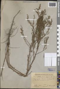 Artemisia scoparia Waldst. & Kit., Middle Asia, Caspian Ustyurt & Northern Aralia (M8) (Kazakhstan)