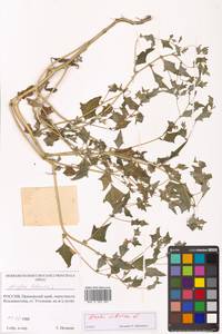 Atriplex sibirica L., Siberia, Russian Far East (S6) (Russia)