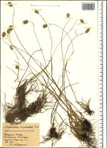 Alopecurus vaginatus (Willd.) Kunth, Caucasus, Stavropol Krai, Karachay-Cherkessia & Kabardino-Balkaria (K1b) (Russia)