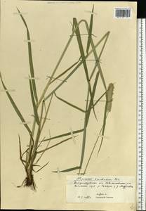 Alopecurus arundinaceus Poir., Eastern Europe, South Ukrainian region (E12) (Ukraine)