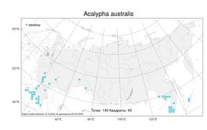 Acalypha australis L., Atlas of the Russian Flora (FLORUS) (Russia)