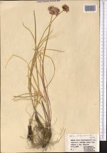 Allium barsczewskii Lipsky, Middle Asia, Pamir & Pamiro-Alai (M2) (Tajikistan)