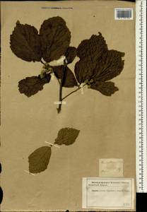 Parrotia persica (DC.) C. A. Mey., South Asia, South Asia (Asia outside ex-Soviet states and Mongolia) (ASIA) (Iran)