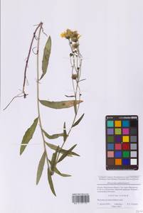Hieracium umbellatum L., Eastern Europe, Moscow region (E4a) (Russia)