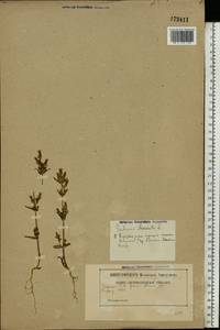 Gentianella amarella var. lingulata (C. Agardh) T. Karlsson, Eastern Europe, Belarus (E3a) (Belarus)