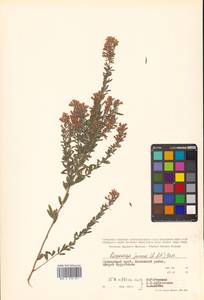 Lespedeza juncea (L.f.) Pers., Siberia, Russian Far East (S6) (Russia)