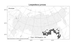 Lespedeza juncea (L.f.) Pers., Atlas of the Russian Flora (FLORUS) (Russia)