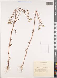Crepis tectorum L., Siberia, Baikal & Transbaikal region (S4) (Russia)