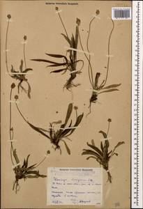 Plantago lanceolata L., Caucasus, Dagestan (K2) (Russia)