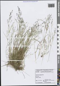 Agrostis clavata Trin., Siberia, Central Siberia (S3) (Russia)