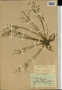 Juncus articulatus L., Eastern Europe, South Ukrainian region (E12) (Ukraine)