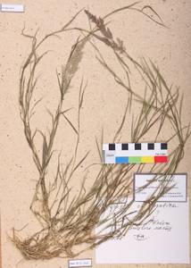 Agrostis stolonifera L., Siberia, Altai & Sayany Mountains (S2) (Russia)