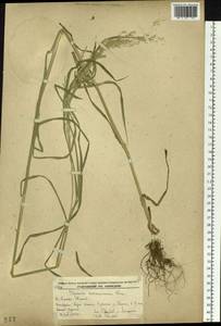 Glyceria leptolepis Ohwi, Siberia, Russian Far East (S6) (Russia)