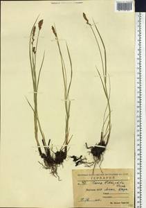 Carex lithophila Turcz., Siberia, Yakutia (S5) (Russia)