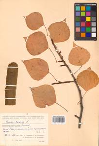 Populus tremula L., Siberia, Chukotka & Kamchatka (S7) (Russia)
