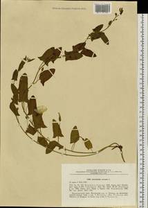 Convolvulus arvensis L., Siberia, Russian Far East (S6) (Russia)
