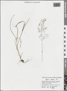 Agrostis clavata Trin., Siberia, Baikal & Transbaikal region (S4) (Russia)