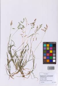 Poa annua L., Eastern Europe, Moscow region (E4a) (Russia)