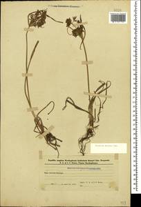 Cyperus esculentus L., Caucasus, Azerbaijan (K6) (Azerbaijan)