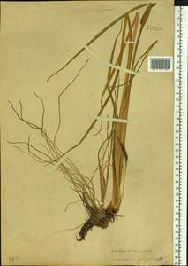 Acorus calamus L., Siberia, Baikal & Transbaikal region (S4) (Russia)