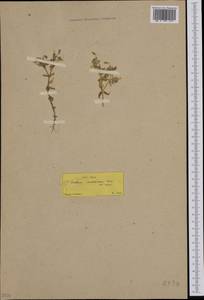 Cerastium gracile Dufour, South Asia, South Asia (Asia outside ex-Soviet states and Mongolia) (ASIA) (Turkey)