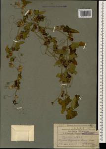 Bryonia alba L., Caucasus, Armenia (K5) (Armenia)