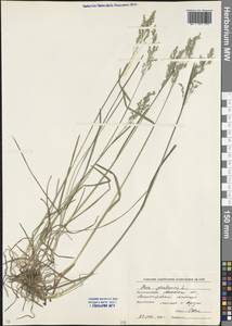 Poa pratensis L., Eastern Europe, Moscow region (E4a) (Russia)