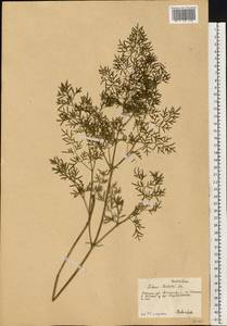 Silaum silaus (L.) Schinz & Thell., Eastern Europe, South Ukrainian region (E12) (Ukraine)