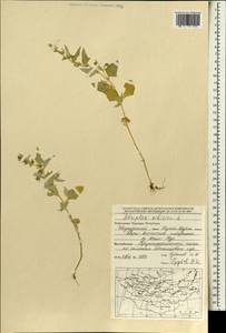 Atriplex sibirica L., Mongolia (MONG) (Mongolia)