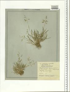 Poa annua L., Siberia, Russian Far East (S6) (Russia)
