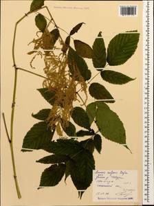 Aruncus dioicus var. kamtschaticus (Maxim.) Hara, Caucasus, Stavropol Krai, Karachay-Cherkessia & Kabardino-Balkaria (K1b) (Russia)