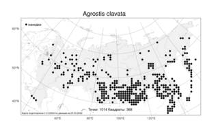 Agrostis clavata Trin., Atlas of the Russian Flora (FLORUS) (Russia)