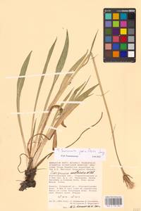Scorzonera parviflora Jacq., Eastern Europe, Lower Volga region (E9) (Russia)