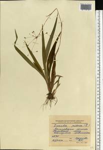 Luzula pilosa (L.) Willd., Eastern Europe, Central forest region (E5) (Russia)