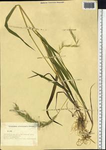 Elymus sibiricus L., Siberia, Western Siberia (S1) (Russia)