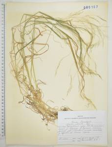 Agrostis clavata Trin., Siberia, Russian Far East (S6) (Russia)