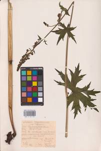 Aconitum septentrionale Koelle, Eastern Europe, Eastern region (E10) (Russia)