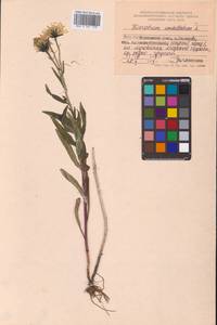 Hieracium umbellatum L., Siberia, Russian Far East (S6) (Russia)