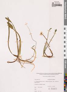 Coptidium pallasii (Schltdl.) Á.Löve & D.Löve, Siberia, Chukotka & Kamchatka (S7) (Russia)