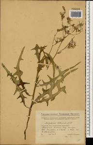 Lactuca tatarica (L.) C. A. Mey., Eastern Europe, Eastern region (E10) (Russia)