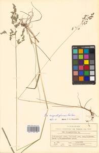 Poa angustifolia L., Siberia, Russian Far East (S6) (Russia)