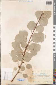 Populus tremula L., Eastern Europe, North Ukrainian region (E11) (Ukraine)