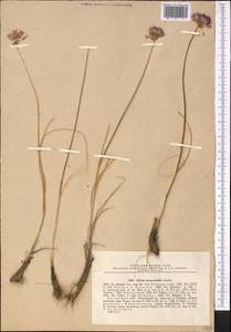 Allium barsczewskii Lipsky, Middle Asia, Northern & Central Tian Shan (M4) (Kazakhstan)