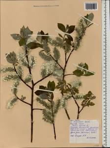 Salix caprea L., Eastern Europe, Belarus (E3a) (Belarus)