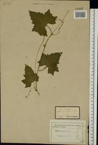 Bryonia alba L., Eastern Europe, Central forest-and-steppe region (E6) (Russia)