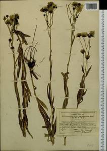 Hieracium umbellatum L., Siberia, Baikal & Transbaikal region (S4) (Russia)