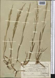 Catabrosa aquatica (L.) P.Beauv., Middle Asia, Muyunkumy, Balkhash & Betpak-Dala (M9) (Kazakhstan)
